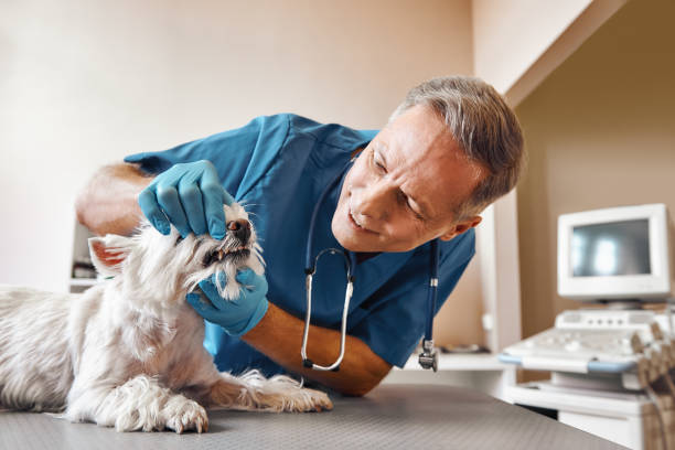 Best Emergency Root Canal Treatment in Glenwood, MN